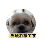 愛しの茶太郎くん5（個別スタンプ：8）