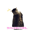 ウチのネッコちゃん（個別スタンプ：2）