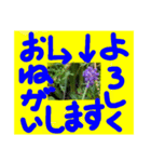 庭の花と晴れタンと仲間達のコラボスタンプ（個別スタンプ：15）