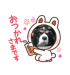 愛犬を、LINEスタンプにしてみた改（個別スタンプ：3）