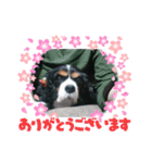 愛犬を、LINEスタンプにしてみた改（個別スタンプ：4）