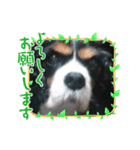 愛犬を、LINEスタンプにしてみた改（個別スタンプ：6）