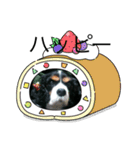 愛犬を、LINEスタンプにしてみた改（個別スタンプ：7）