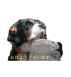 愛犬を、LINEスタンプにしてみた改（個別スタンプ：9）