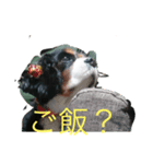 愛犬を、LINEスタンプにしてみた改（個別スタンプ：10）