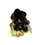 愛犬を、LINEスタンプにしてみた改（個別スタンプ：11）
