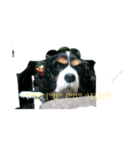 愛犬を、LINEスタンプにしてみた改（個別スタンプ：12）