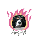 愛犬を、LINEスタンプにしてみた改（個別スタンプ：14）