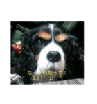 愛犬を、LINEスタンプにしてみた改（個別スタンプ：15）