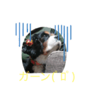 愛犬を、LINEスタンプにしてみた改（個別スタンプ：16）
