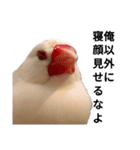 あいつはトリ（個別スタンプ：1）