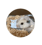 同居人のネズミ（個別スタンプ：13）