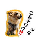 AXSY バナナ＆ポンズ（個別スタンプ：2）