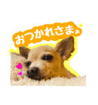 AXSY バナナ＆ポンズ（個別スタンプ：3）