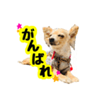 AXSY バナナ＆ポンズ（個別スタンプ：15）