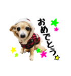 AXSY バナナ＆ポンズ（個別スタンプ：16）