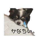 松澤家のちょこたん（個別スタンプ：3）