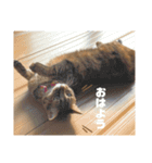 みかんとおかか！（個別スタンプ：1）