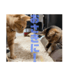 みかんとおかか！（個別スタンプ：9）