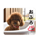 我が家のアイドル アンディ（個別スタンプ：5）