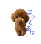 我が家のアイドル アンディ（個別スタンプ：8）