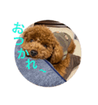 我が家のアイドル アンディ（個別スタンプ：11）
