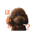 我が家のアイドル アンディ（個別スタンプ：13）