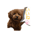 我が家のアイドル アンディ（個別スタンプ：18）