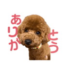 我が家のアイドル アンディ（個別スタンプ：22）