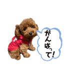我が家のアイドル アンディ（個別スタンプ：23）