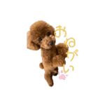 我が家のアイドル アンディ（個別スタンプ：24）