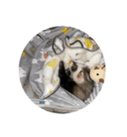 同居人のイタチ（個別スタンプ：9）