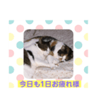にゃんこの日常パート3（個別スタンプ：5）