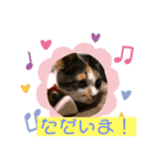 にゃんこの日常パート3（個別スタンプ：7）