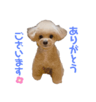 倉松さん家のポワンくん（個別スタンプ：1）