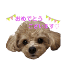 倉松さん家のポワンくん（個別スタンプ：9）
