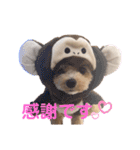 倉松さん家のポワンくん（個別スタンプ：13）