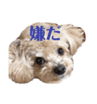 倉松さん家のポワンくん（個別スタンプ：15）