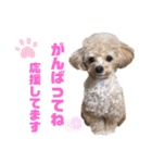 倉松さん家のポワンくん（個別スタンプ：16）