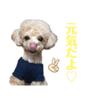 倉松さん家のポワンくん（個別スタンプ：19）