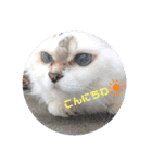 うちの猫いのきとここあ（個別スタンプ：1）