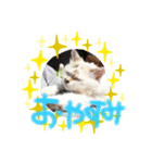 うちの猫いのきとここあ（個別スタンプ：2）