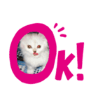 うちの猫いのきとここあ（個別スタンプ：5）