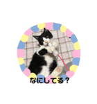 うちの猫いのきとここあ（個別スタンプ：6）