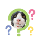 うちの猫いのきとここあ（個別スタンプ：7）