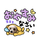マルチーズのメイちゃん（個別スタンプ：1）