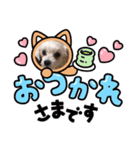 マルチーズのメイちゃん（個別スタンプ：3）