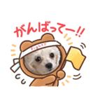 マルチーズのメイちゃん（個別スタンプ：8）