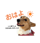 うちのまる。いつもver.（個別スタンプ：1）