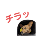 うちのまる。いつもver.（個別スタンプ：3）
